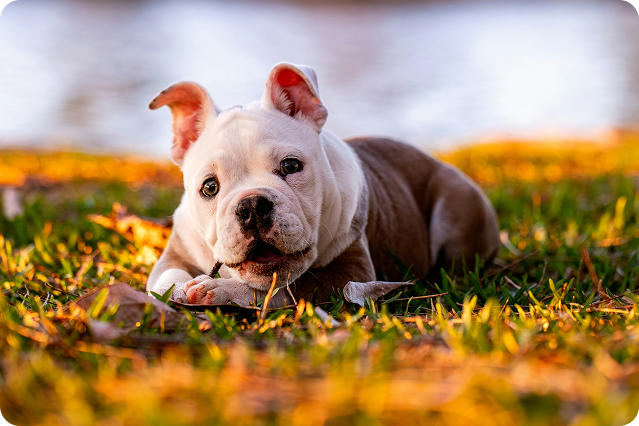 zdrave pamlsky_kategorie stene